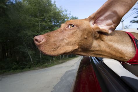 Steps To Take To Start A Pet Taxi Service