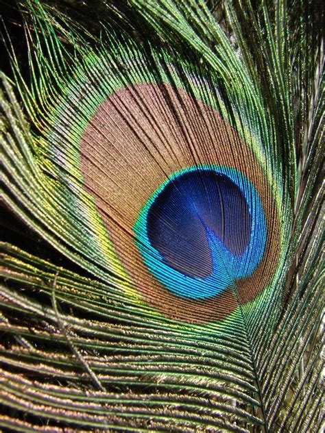 Free Peacock Feathers Stock Photo - FreeImages.com