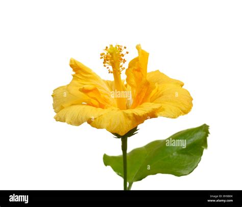 Large Yellow Hibiscus Flower Isolated On White Background Stock Photo