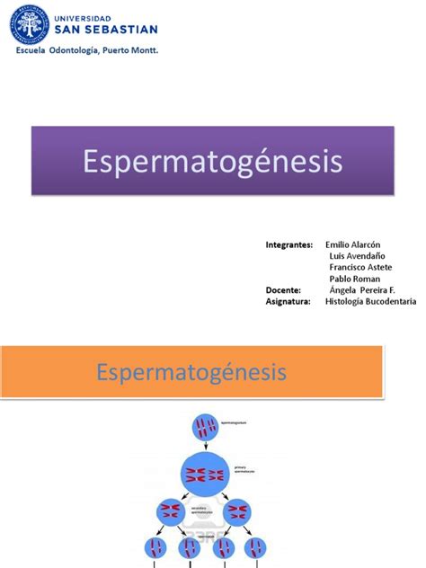 Espermatogenesis Pdf Pdf Mitosis Procesos Biologicos
