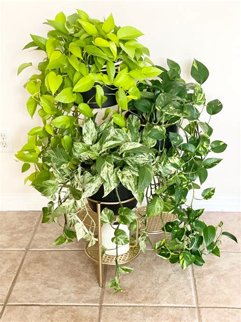 Pothos Varieties You Need Now For Your Plant Collection Aroidwiki