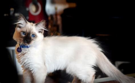 Balinese Cat Breed All You Need To Know About Balinese Cats