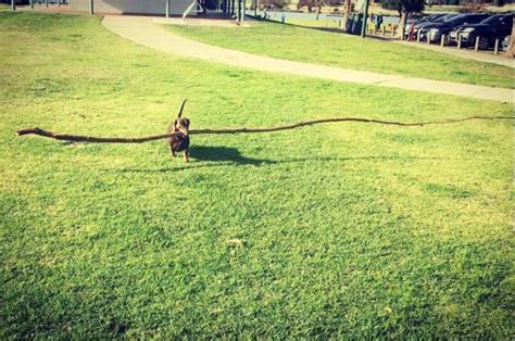 Dog Takes On Huge Stick Odd Stuff Magazine