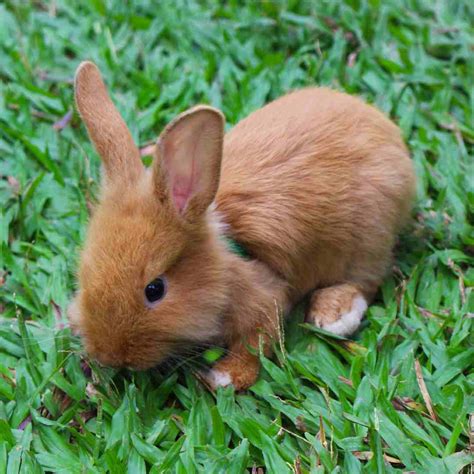 Do Rabbits Eat Grass? Exploring the Natural Diet of Rabbits