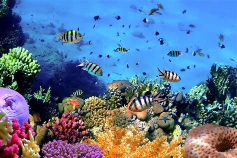 Tropical Coral Reef Underwater Ocean Fishes Underwater