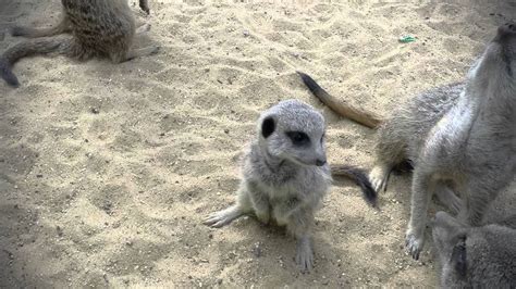 Baby Meerkats Youtube