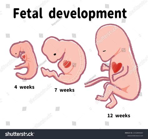 Stages Human Fetal Development First Trimester Stock Illustration