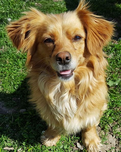 Free Images : white, puppy, animal, canine, pet, nose, golden retriever