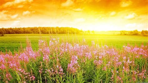 Hình ảnh Cánh đồng Hoa Tuyệt đẹp