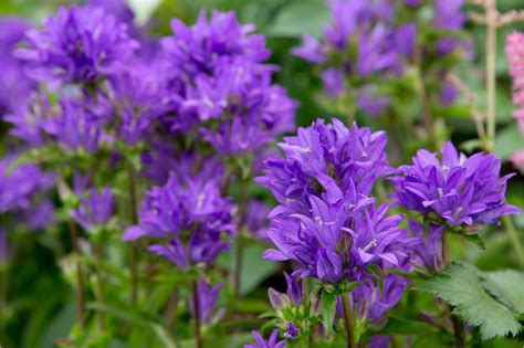 10 Plants For Summer Shade Plants West Facing Garden