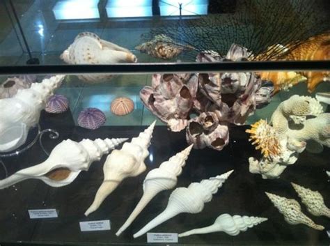 Fantasea Bali Shell Museum Kuta Indonesia Top Tips Before You Go