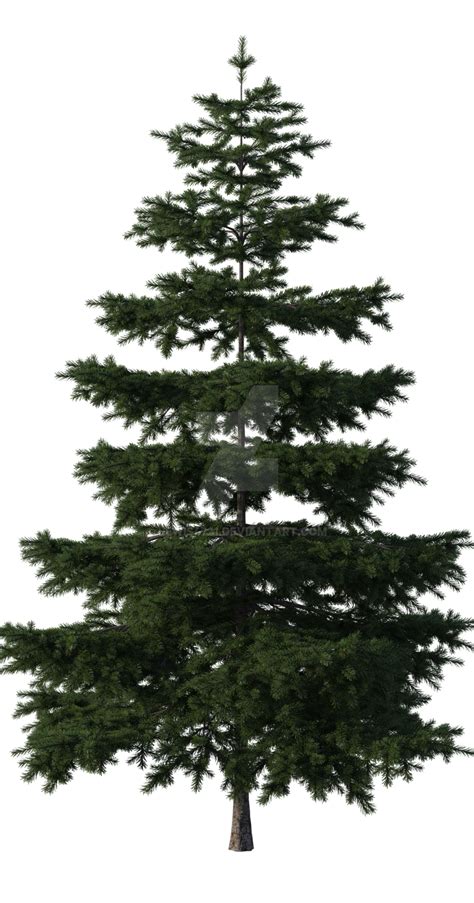 Pine Tree Png Transparent Download Free Png Images