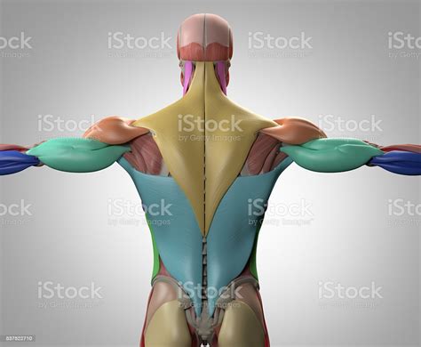 Human Anatomy Muscle Groups Torso Back 3d Illustration