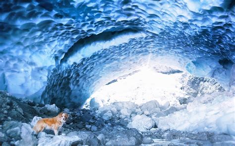 Brown And Black Animal Hide Cave Ice Dog Animals Hd Wallpaper