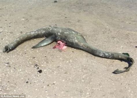 Loch Ness Monster Like Creature Washes Up On Georgia Beach