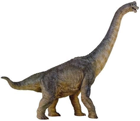 But in a 2009 study in the journal of vertebrate paleontology, paleontologist michael taylor reanalyzed the fossils of b. Informazioni dinosauri