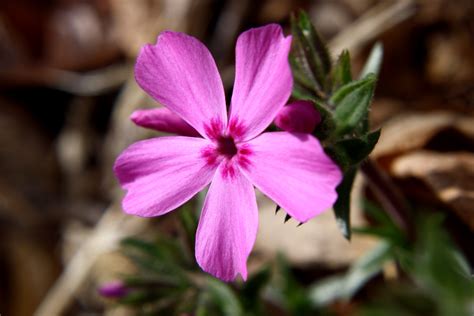 Pink Phlox Flower Close Up Picture Free Photograph