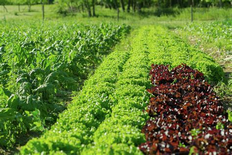Lettuces Growing On Farm Stock Photo Dissolve