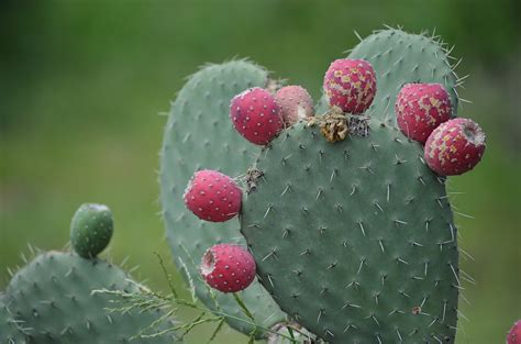 Tuna Prickly Pear Season In Mexico 2024 Roveme