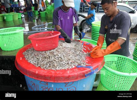 Myanmar Migrant Workers Working At Shrimp Market In Samut Sakhon Province Thailand Stock Photo