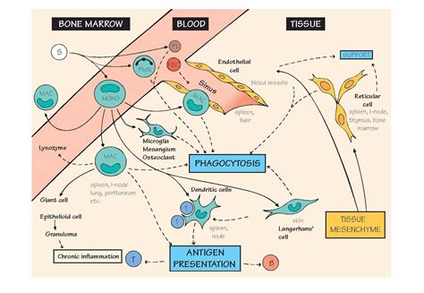 Phagocytic Cells And The Reticuloendothelial System Pediagenosis