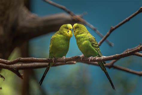 Kissing Birds 2 Photograph By Calazones Flics Fine Art America