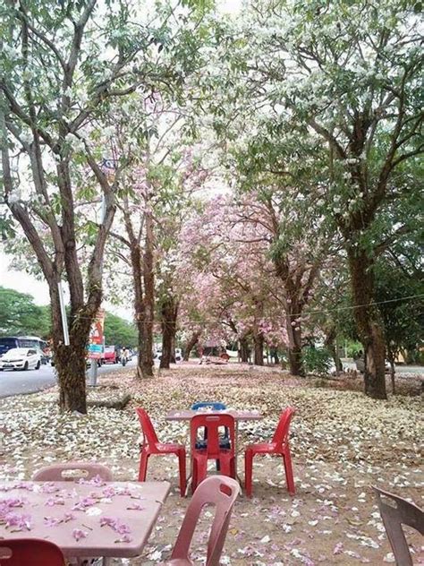 Bunga sakura di bachok memuncak ketika musim kemarau setiap tahun dan menjadi hot spot bagi mereka yang sukakan fotografi dan rekreasi.satu pemandangan yang. (GAMBAR) Keindahan Musim Bunga Sakura di Kedah...Hampa Tak ...