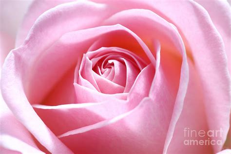Pink Rose Photograph By Lhjb Photography Fine Art America