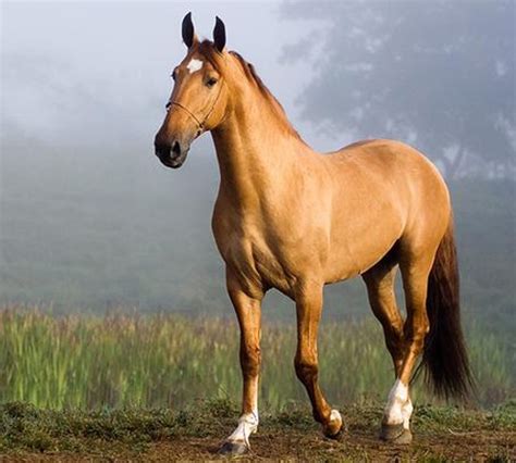 campolina horse breed information history  pictures