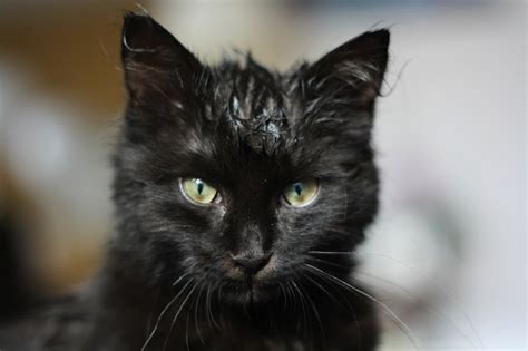 Russias Hermitage Museum Gives Away Its Black Cats