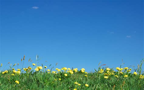 Flowers And Sky Wallpapers Flowers And Sky Stock Photos