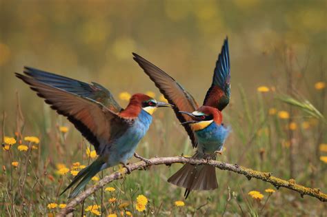 Eurasian Bee Eaters Hd Wallpaper Background Image 2048x1365