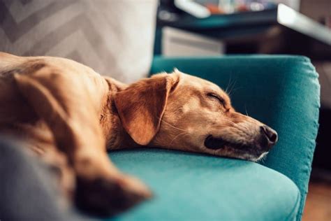 What Causes A Dog To Be Lethargic