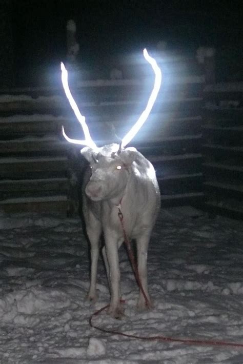 Can Glow In The Dark Antlers Save A Reindeers Life Nbc News
