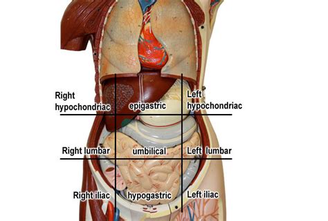 General anatomy > the integument > breast > quadrants of the breast. Unit THREE - Structure & Function of the Body - MR. LESIUK ...