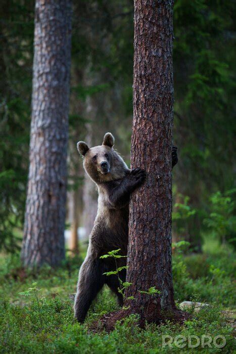 Poster Bär versteckt sich hinter einem Baum nach Maß myredro de