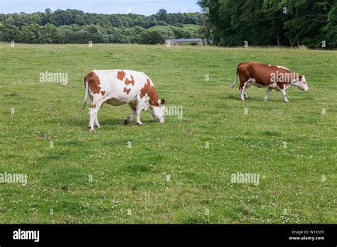 Brown And White Cattle Grazing In The Fields At Alnwicknorthumberland