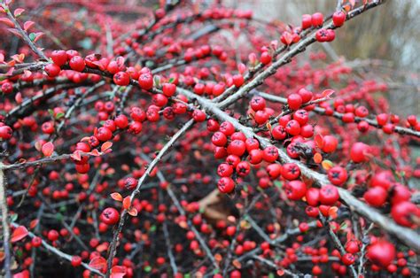 Firethorn Pyracantha Berries Free Stock Photo Public Domain Pictures