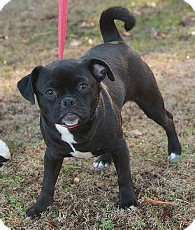 Dog shelters and rescues in dover, delaware. Windham, NH - Pug Mix. Meet Missy (esther) a Dog for ...