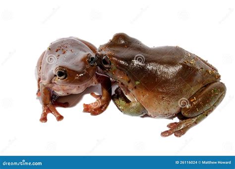 Tree Frogs Royalty Free Stock Photography 23181233