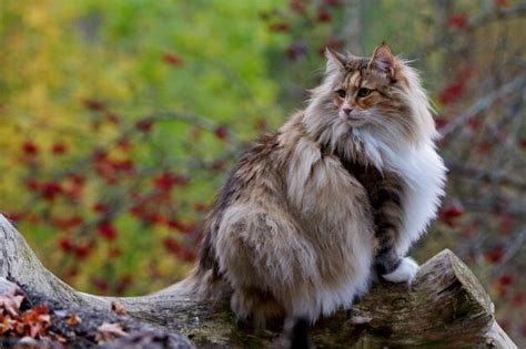 Premium Photo Norwegian Forest Cat Female