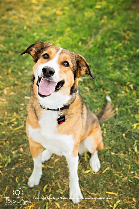 Shop chewy for the best pet supplies ranging from pet food, toys and treats to litter, aquariums, and pet supplements plus so much more! Pet Portraits - Tara Dawn Photography | colorado's premier ...
