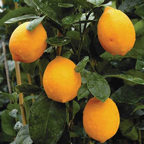 Improved Meyer Lemon Hybrid Lemon Trees Rh Shumways Company