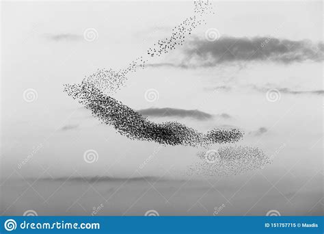Flock Of Birds Making A Beautiful Sinuous Shape In The Sky Stock Image