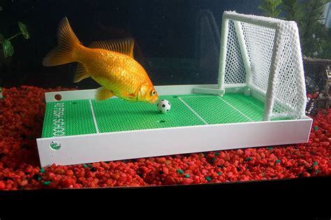 How To Train Your Fish To Play Soccer By