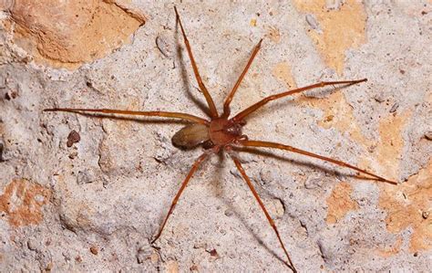 How To Get Rid Of Brown Recluse Spiders In Dallas