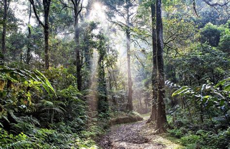 Cuál Es La Fauna De La Selva Húmeda Actualizado Marzo 2024