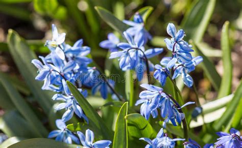 Blue Spring Flowers Stock Image Image Of Beauty Blossom 40051499