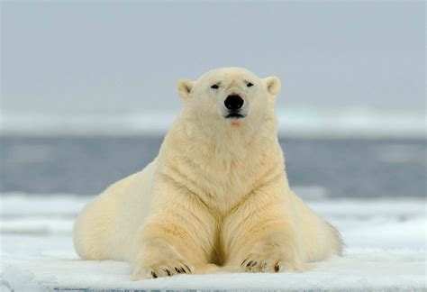 My Financial Post Op Ed Polar Bears Keep Thriving Even As Global