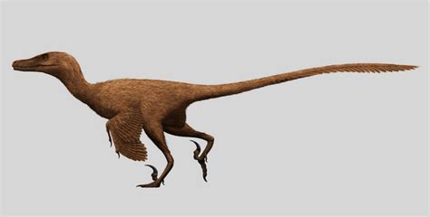 10 Facts About Velociraptors